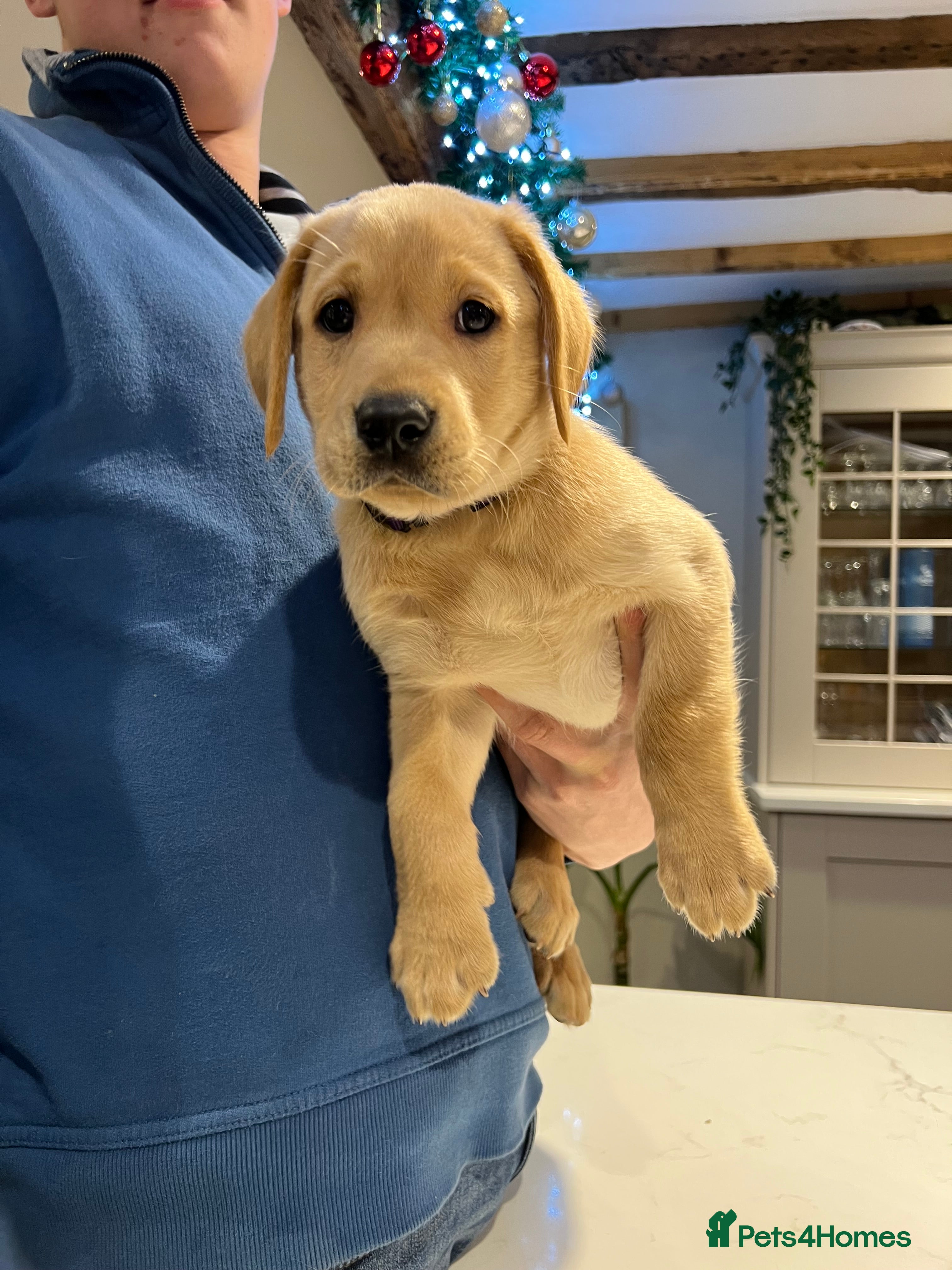 Labrador Retriever dogs 1 golden boy Labrador puppy - Advert 20