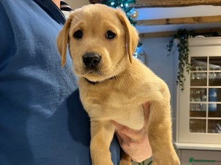 Labrador Retriever dogs 1 golden boy Labrador puppy - Advert 20