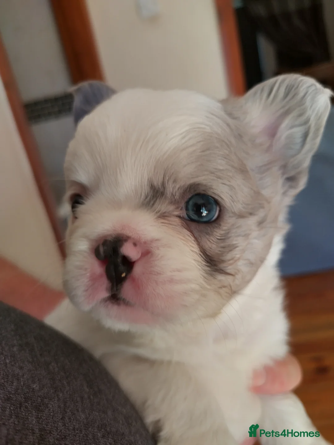 French Bulldog dogs for sale: Three French bulldogs for sale - Advert 10