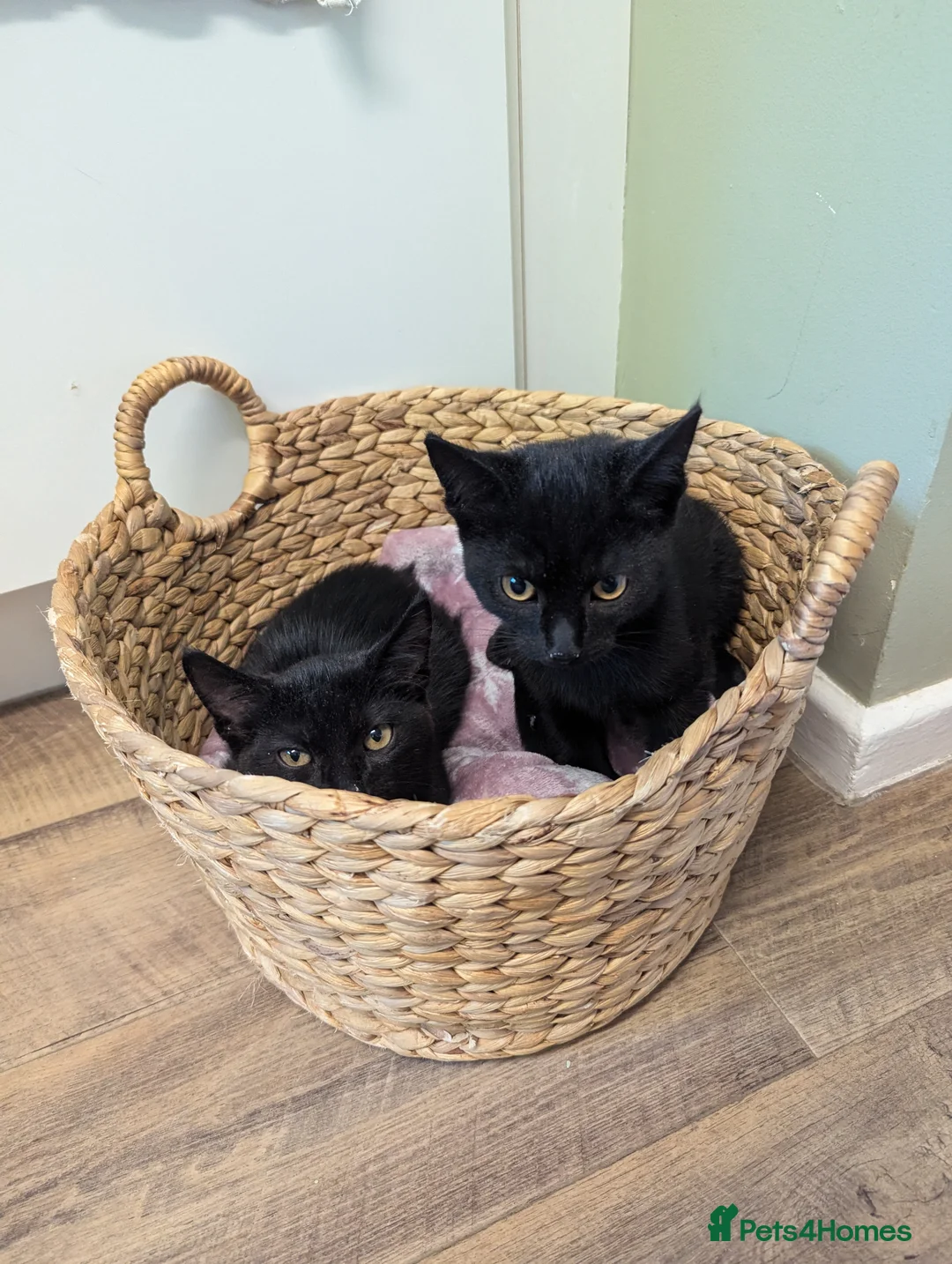 British Shorthair cats for sale: Sisters Fawn and Sylvie need a new home! in Devizes - Advert 10