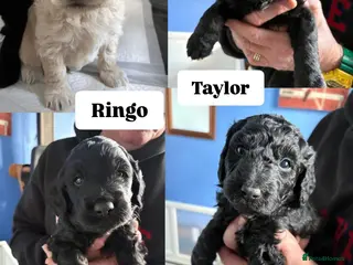 Double Doodle dogs Double Doodle puppies - Advert 5