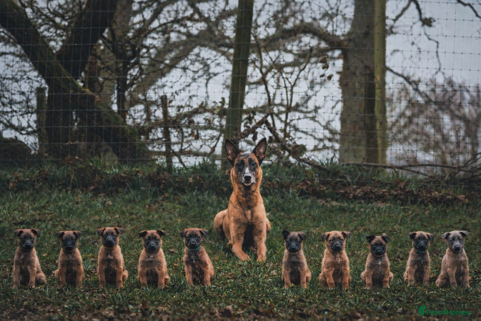 Belgian Shepherd Dog dogs Well bred KC Belgian Malinois pups  - Advert 5