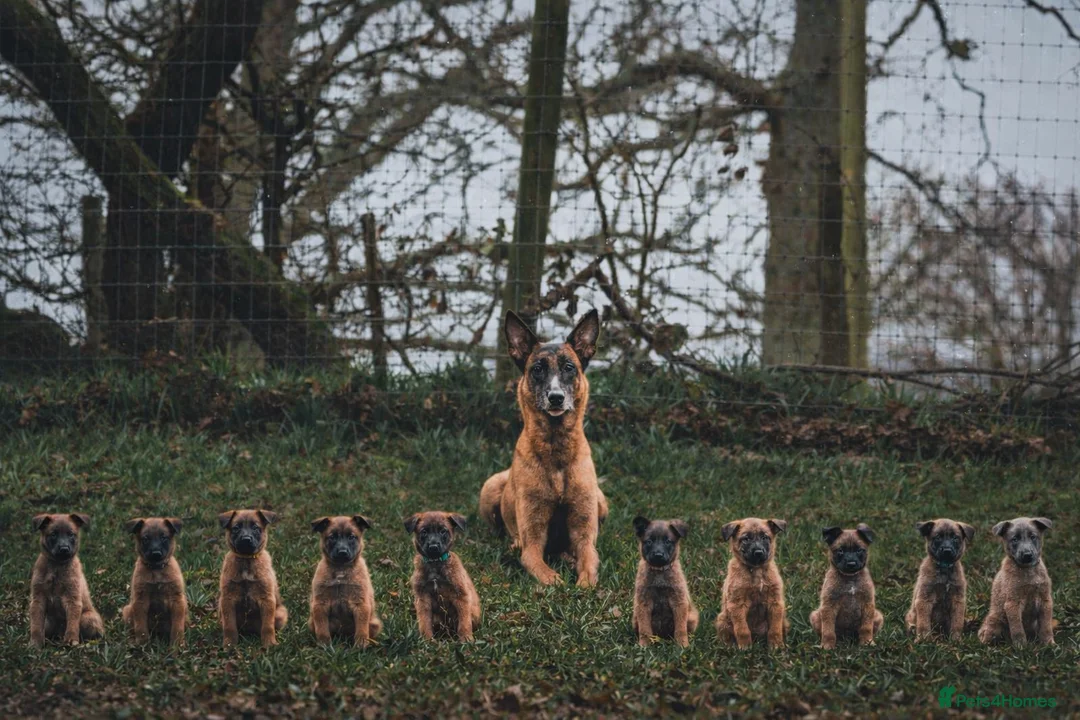 Belgian Shepherd Dog dogs for sale: KC Belgian Malinois pups *2 MALES AVAILABLE* - Advert 1