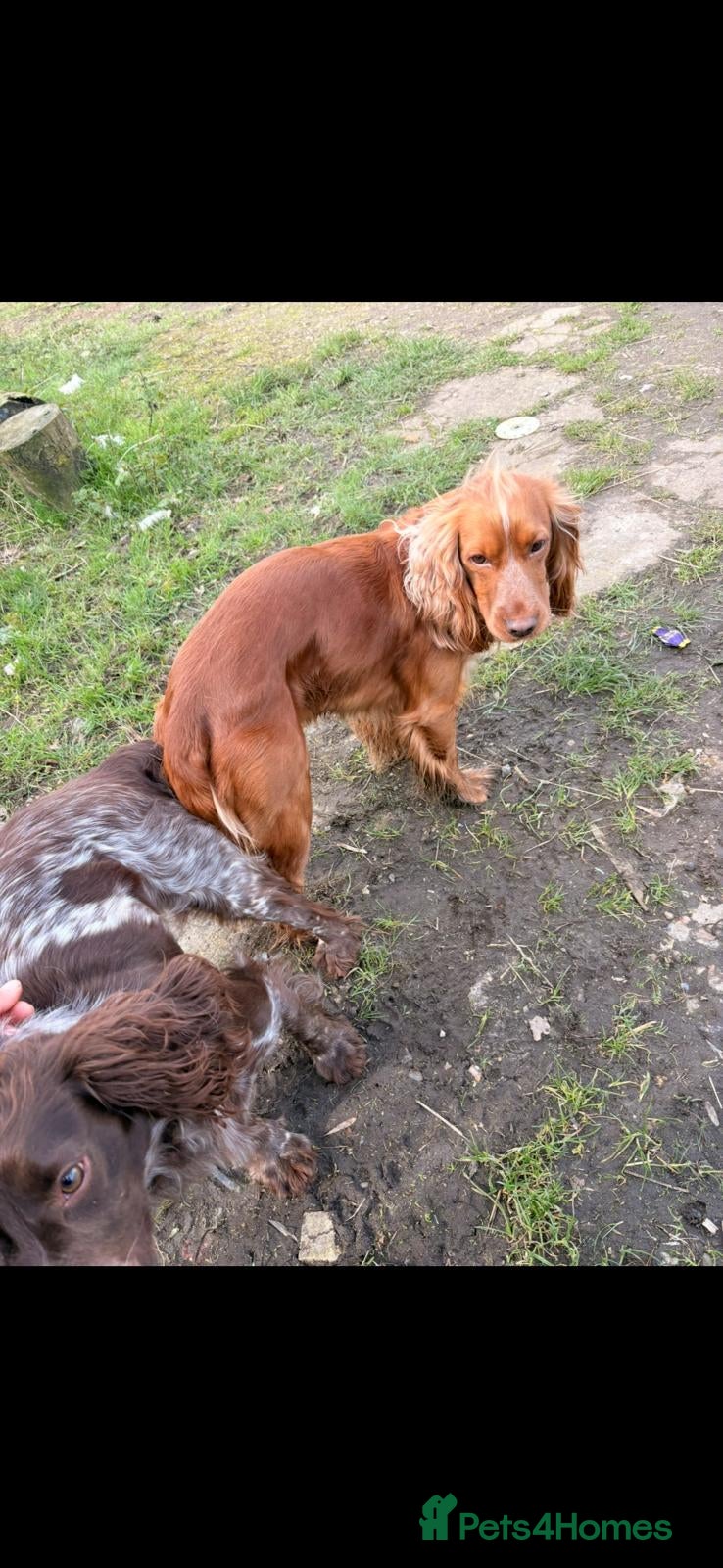 Cocker Spaniel dogs Stunning working cockers  - Advert 2