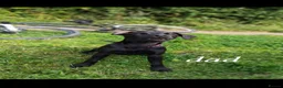 Mixed Breed dogs for sale: Springer Spaniel x Patterdale Puppies in Ilkeston - Advert 14
