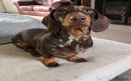 Miniature Dachshund dogs for sale: Chocolate and tan dapple female - Image 2