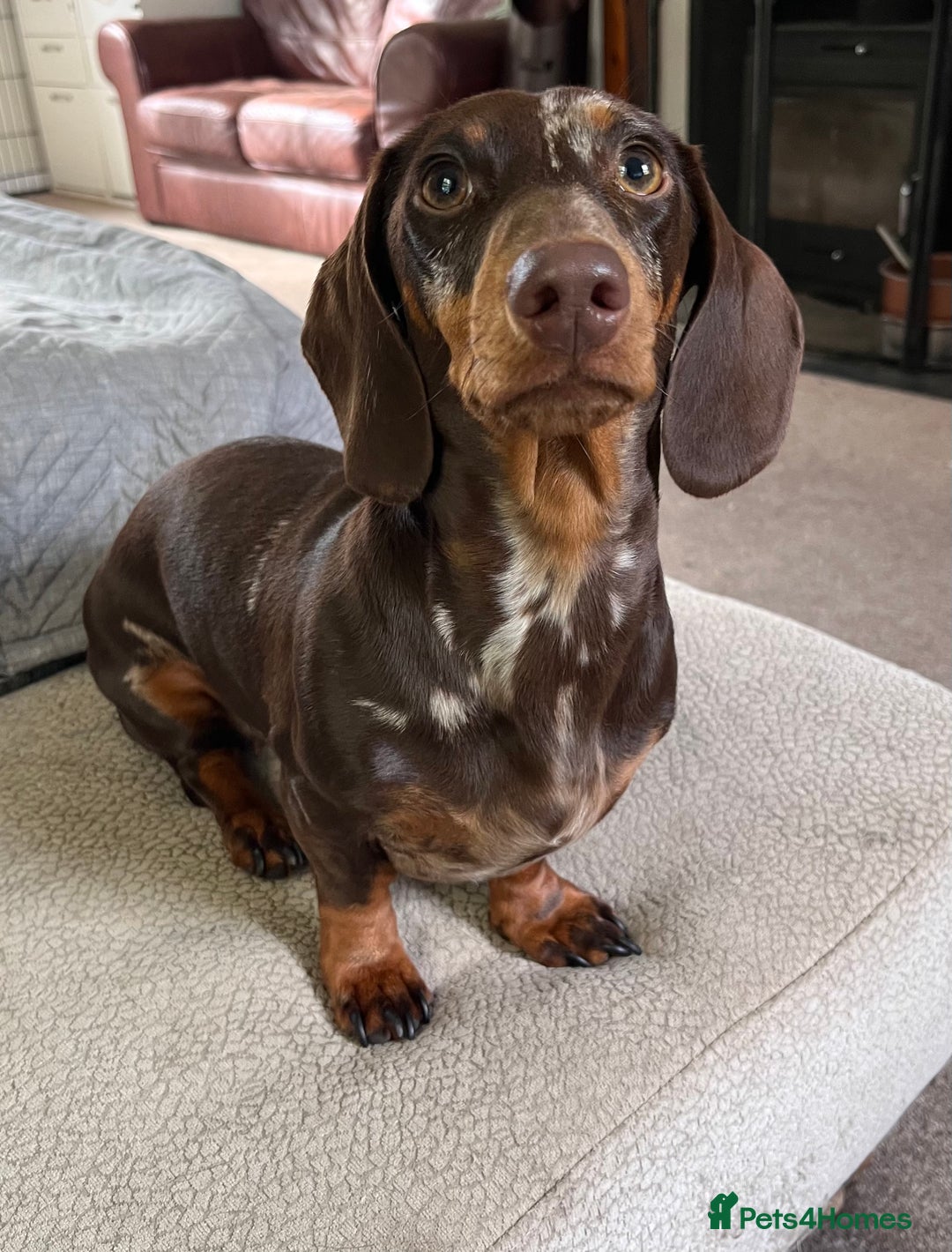 Miniature Dachshund dogs for sale: Chocolate and tan dapple female - Image 2