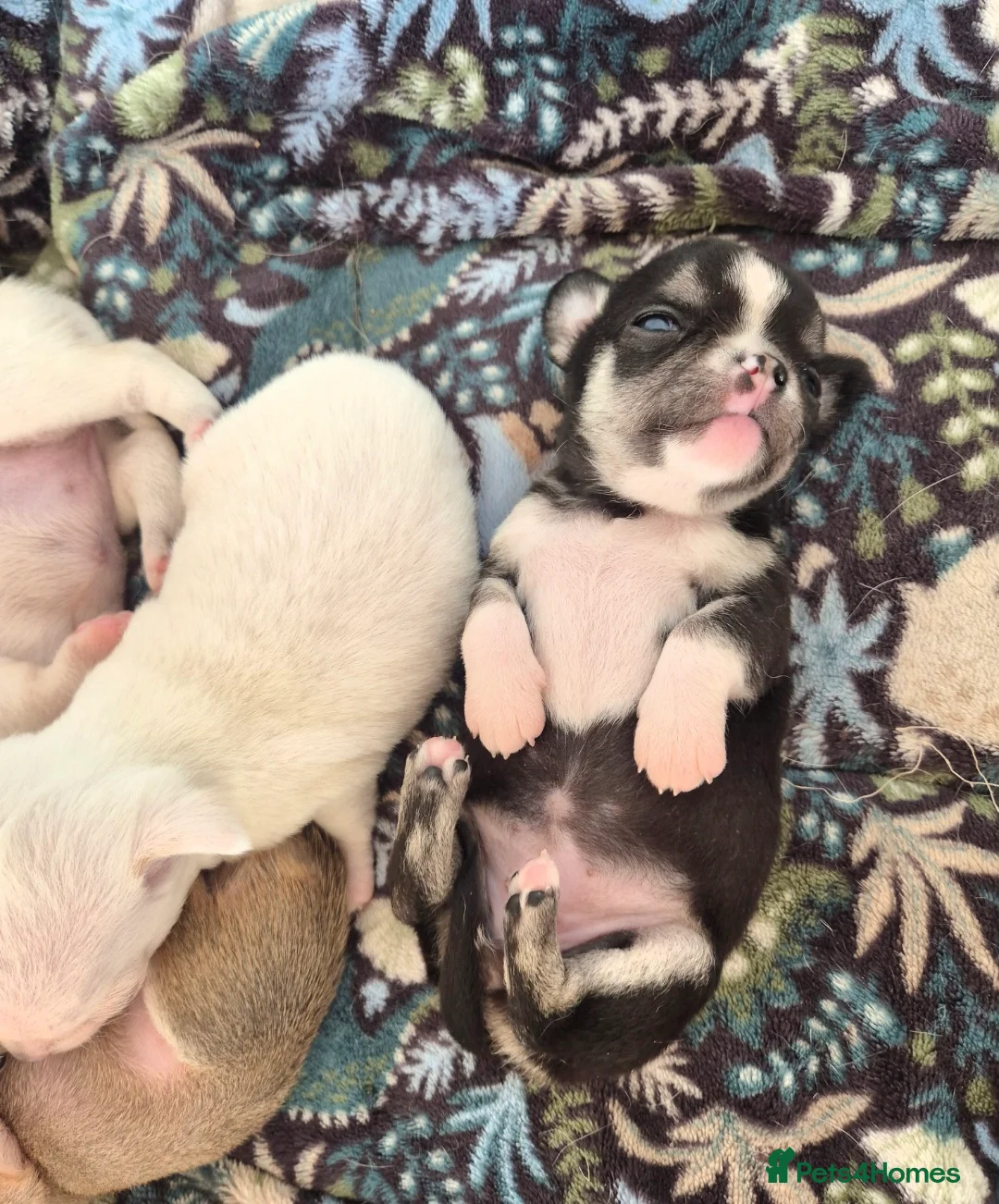 Chihuahua dogs for sale: Tiny KC registered smooth puppies - Advert 2