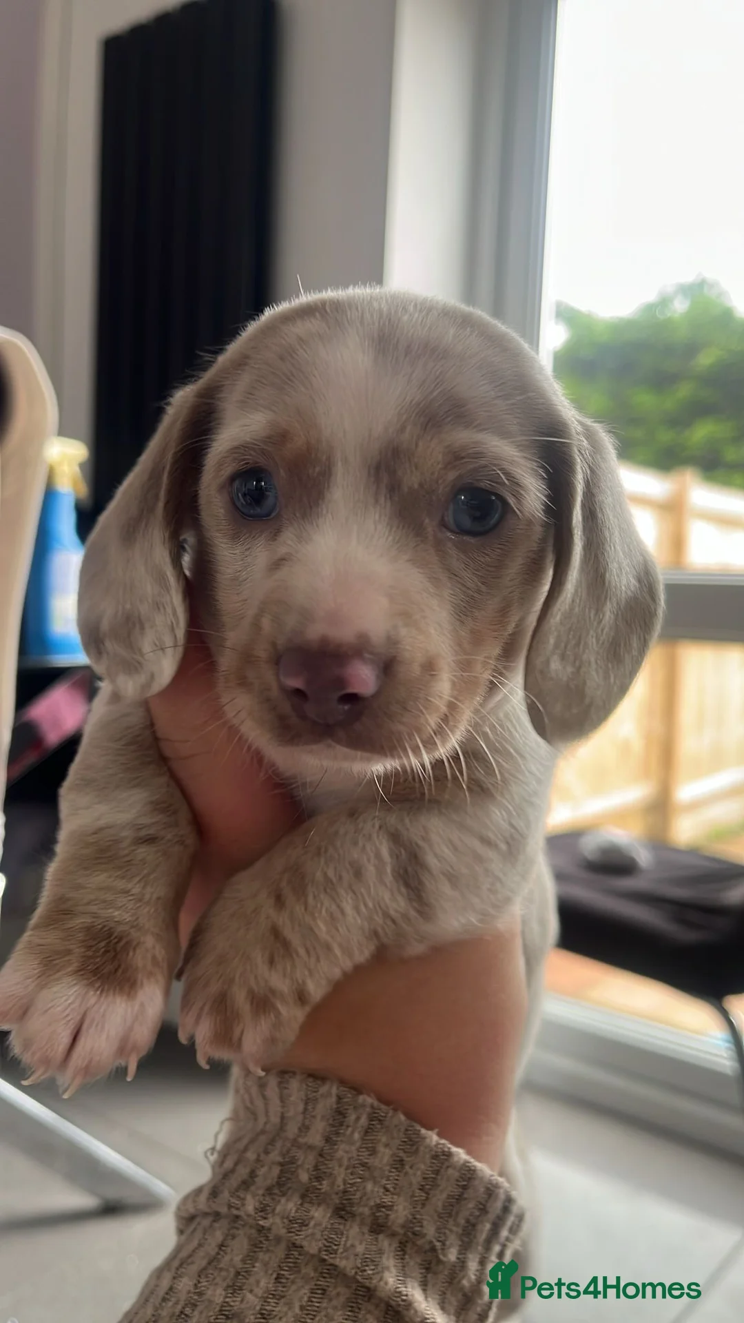 Dachshund dogs for sale: Miniature dachshund puppies for sale  in Cardiff - Advert 2