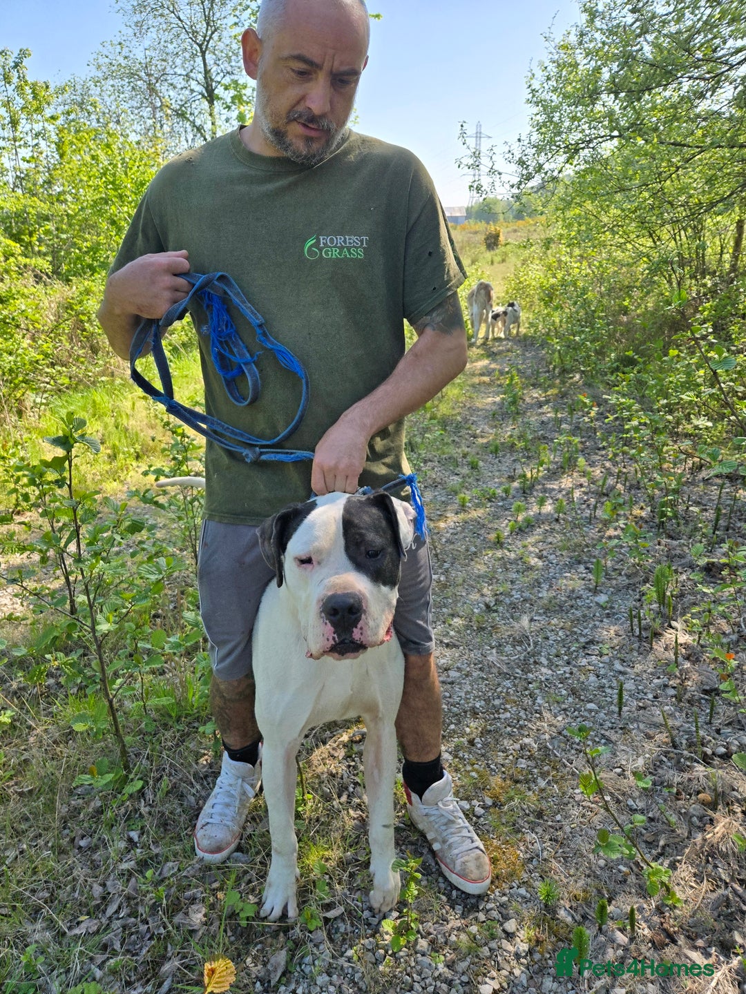 Mixed Breed dogs for sale: PresaAlabai - Advert 14