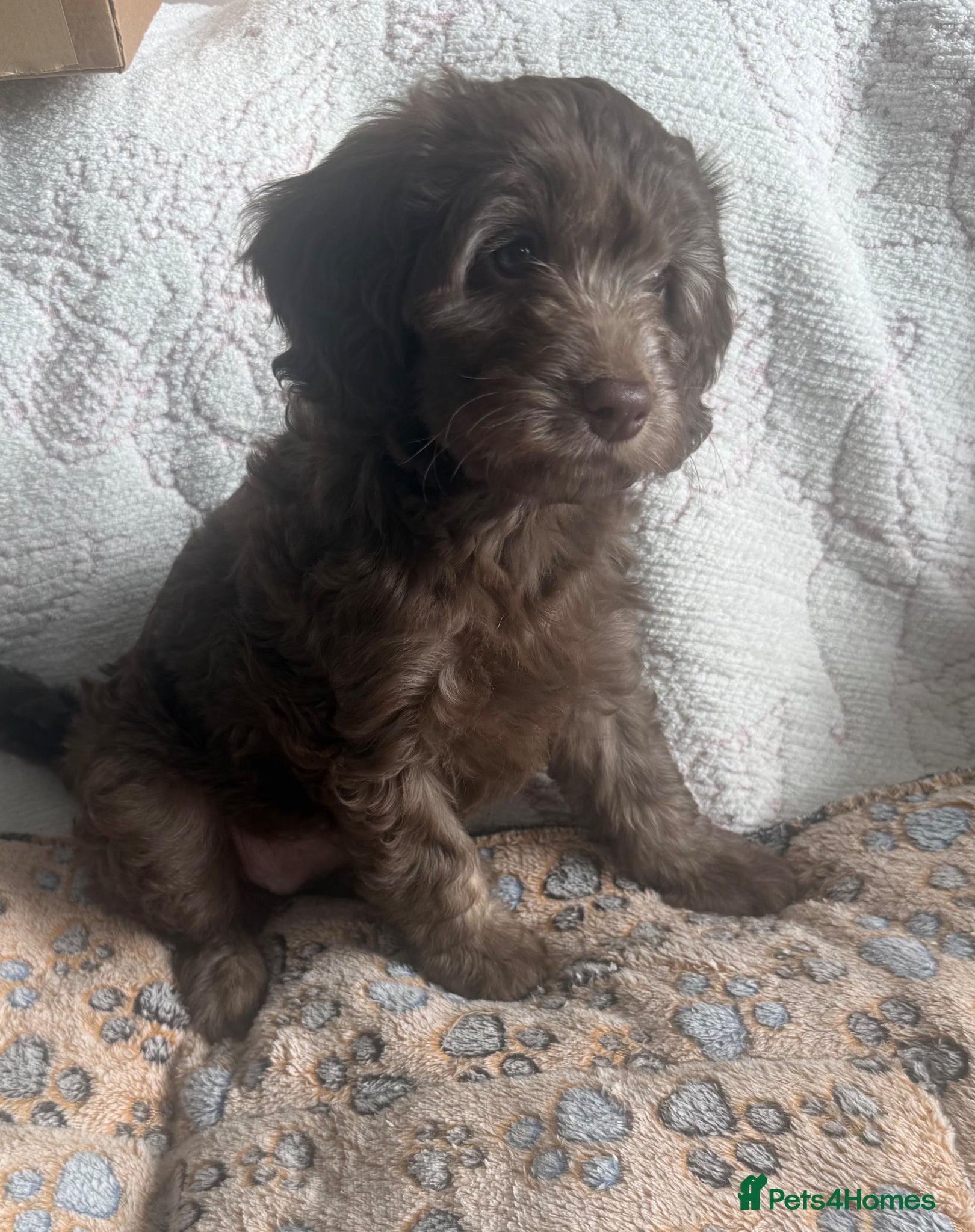 Labradoodle dogs Stunning Multigen pups ready now - Advert 6