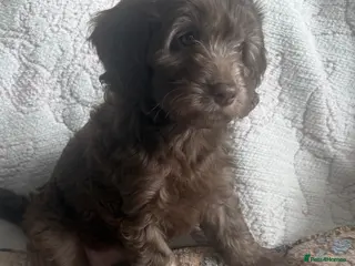 Labradoodle dogs Stunning Multigen pups ready now - Advert 6