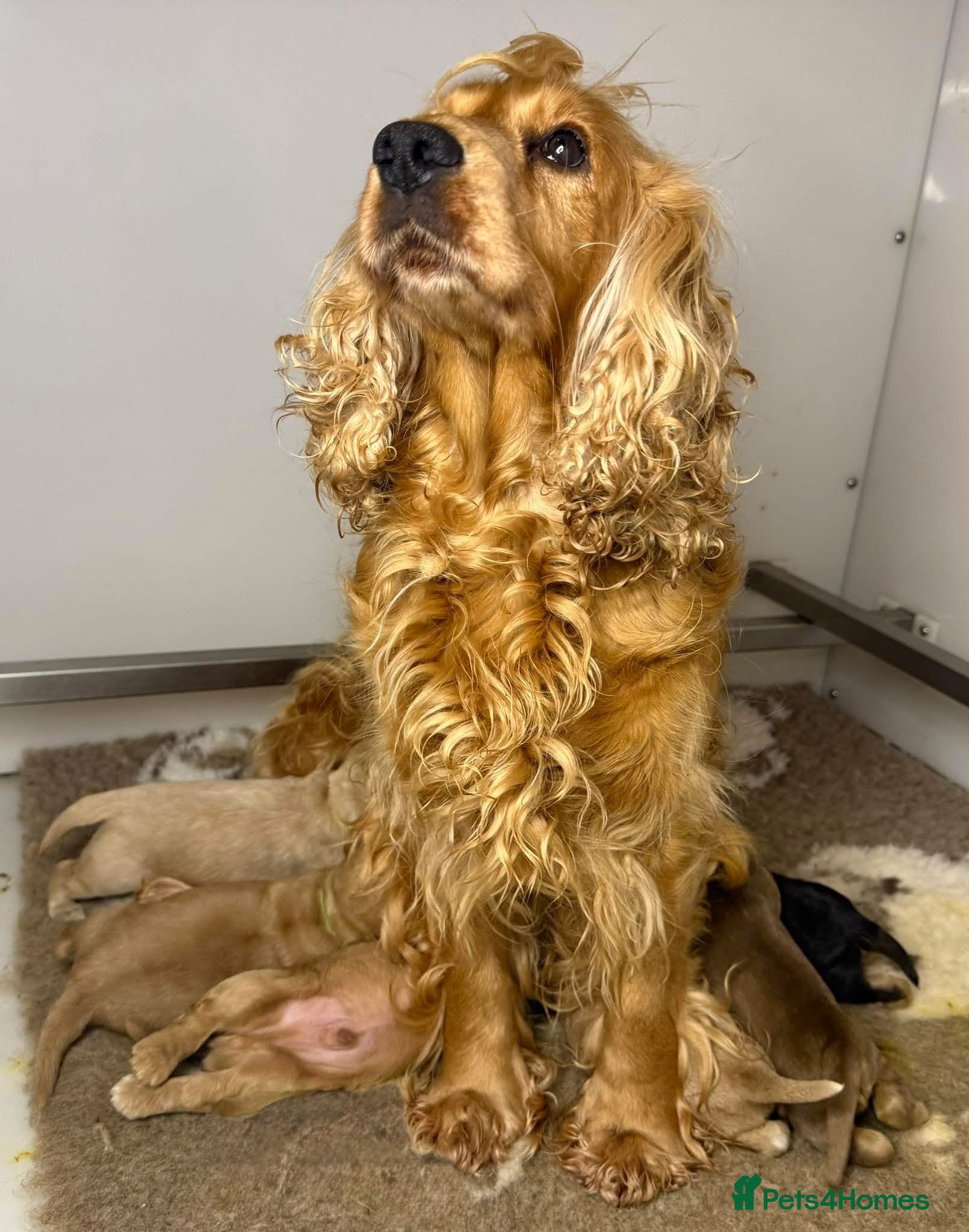 Cocker Spaniel dogs SHOW COCKER SPANIEL PUPPIES - FULLY HEALTH TESTED  - Advert 2