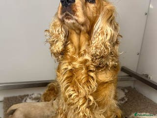 Cocker Spaniel dogs SHOW COCKER SPANIEL PUPPIES - FULLY HEALTH TESTED - Advert 9