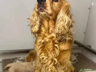 Cocker Spaniel dogs SHOW COCKER SPANIEL PUPPIES - FULLY HEALTH TESTED - Advert 13