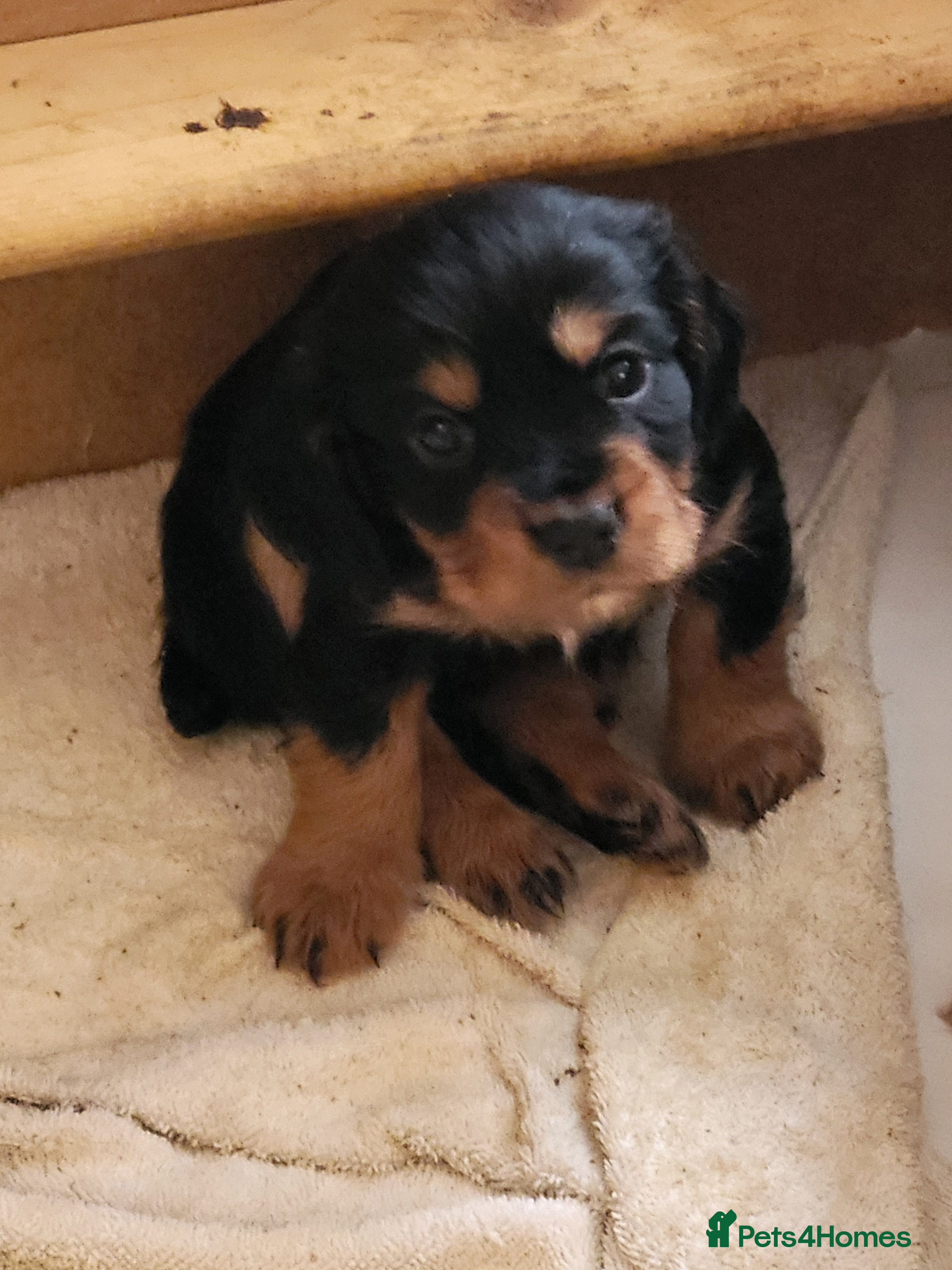 Cocker Spaniel dogs Working Cocker Puppies - Advert 2