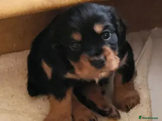 Cocker Spaniel dogs Working Cocker Puppies - Advert 2