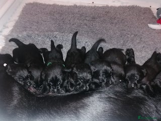 Labrador Retriever dogs KC registered, FtCH bloodline labradors - Advert 13