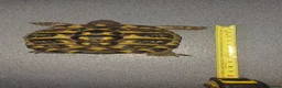Hermann Tortoise reptiles for sale: Two testudo hermanni hermanni dwarf tortoises fm - Advert 2