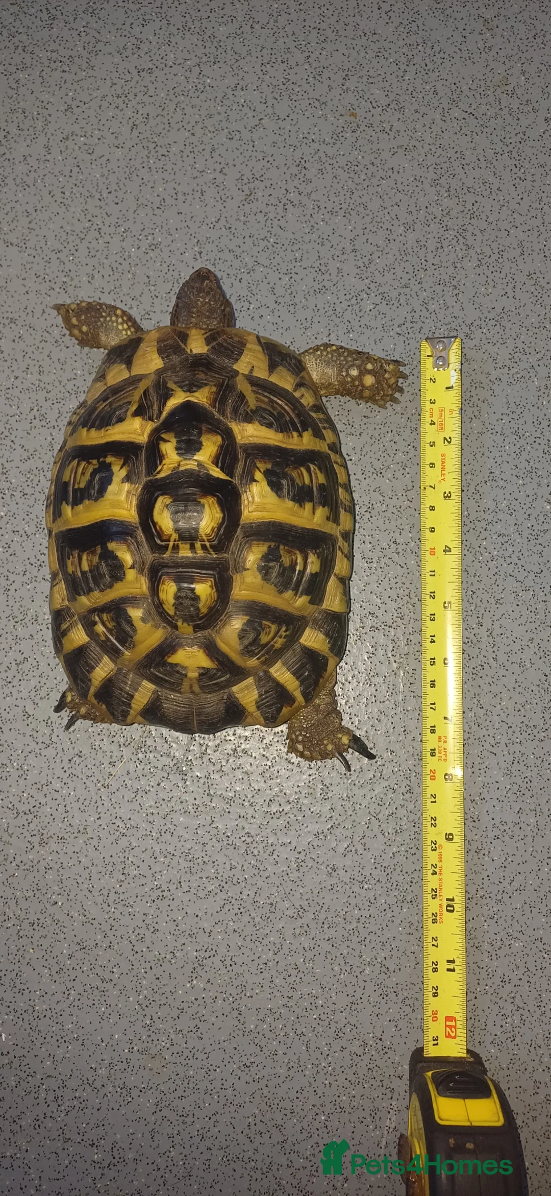 Hermann Tortoise reptiles for sale: Two testudo hermanni hermanni dwarf tortoises fm - Advert 2
