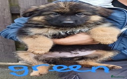 German Shepherd dogs for sale: Long-haired, chubby German Sheperd puppies! - Image 5