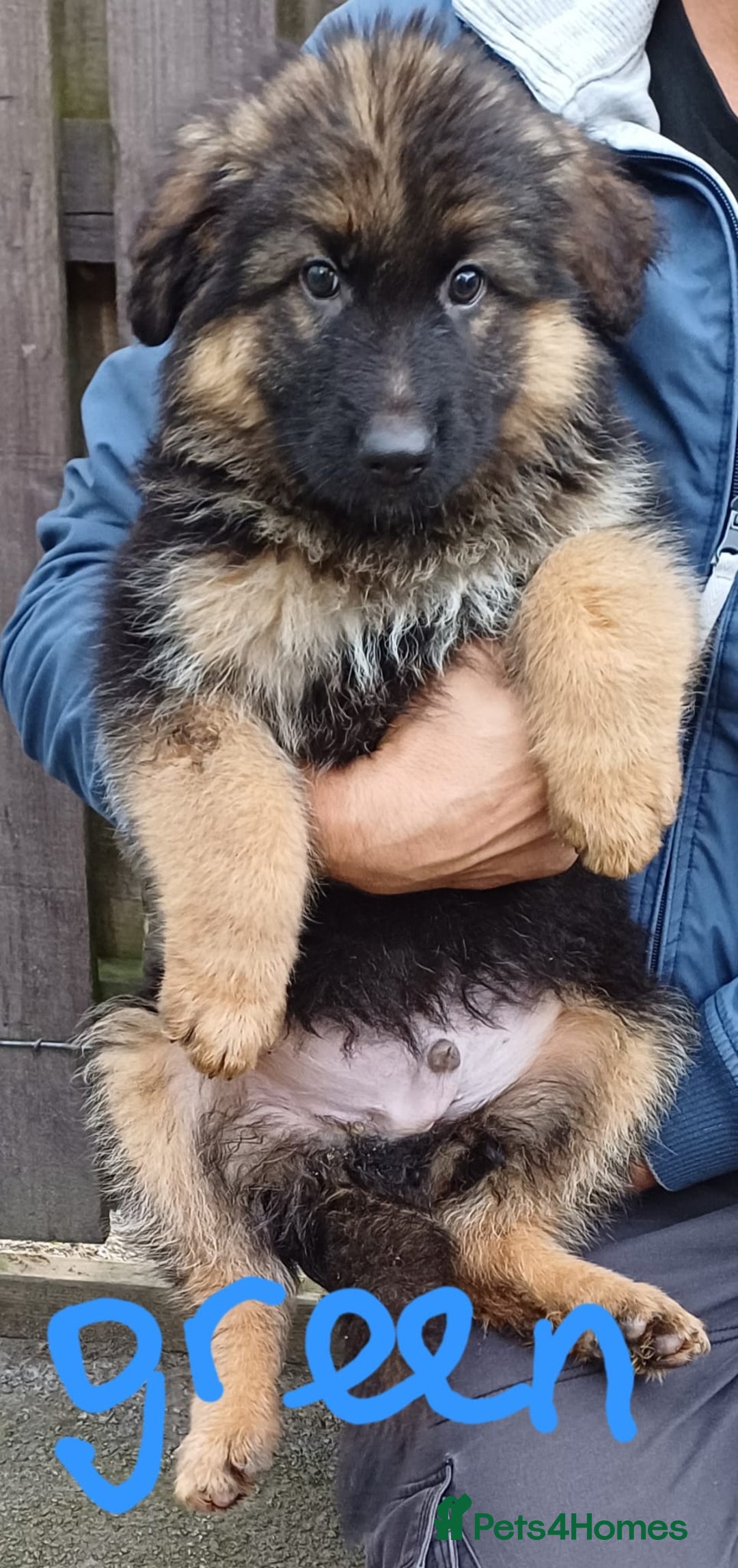 German Shepherd dogs for sale: Long-haired, chubby German Sheperd puppies! - Image 5