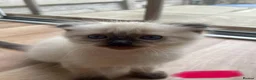 Scottish Fold cats for sale: Beautiful kittens🌹🤭 - Advert 17