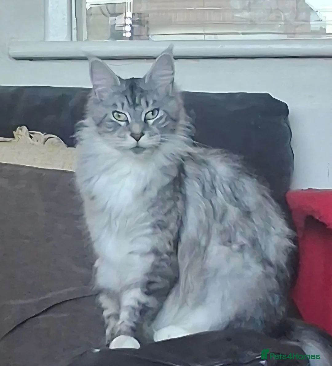 Maine Coon cats for sale: Adult  female Maine-coon  - Advert 2