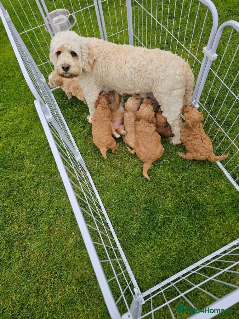 Cavapoo dogs Cavapoo Puppies For Sale Well Socialised   - Advert 18
