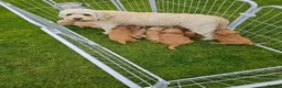 Cavapoo dogs for sale: Cavapoo Puppies For Sale Well Socialised   - Advert 1