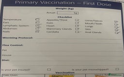 Maltipoo dogs for sale: RARE SILVER Teddy asian Maltipoo FULLY VACCINATED  - Image 14