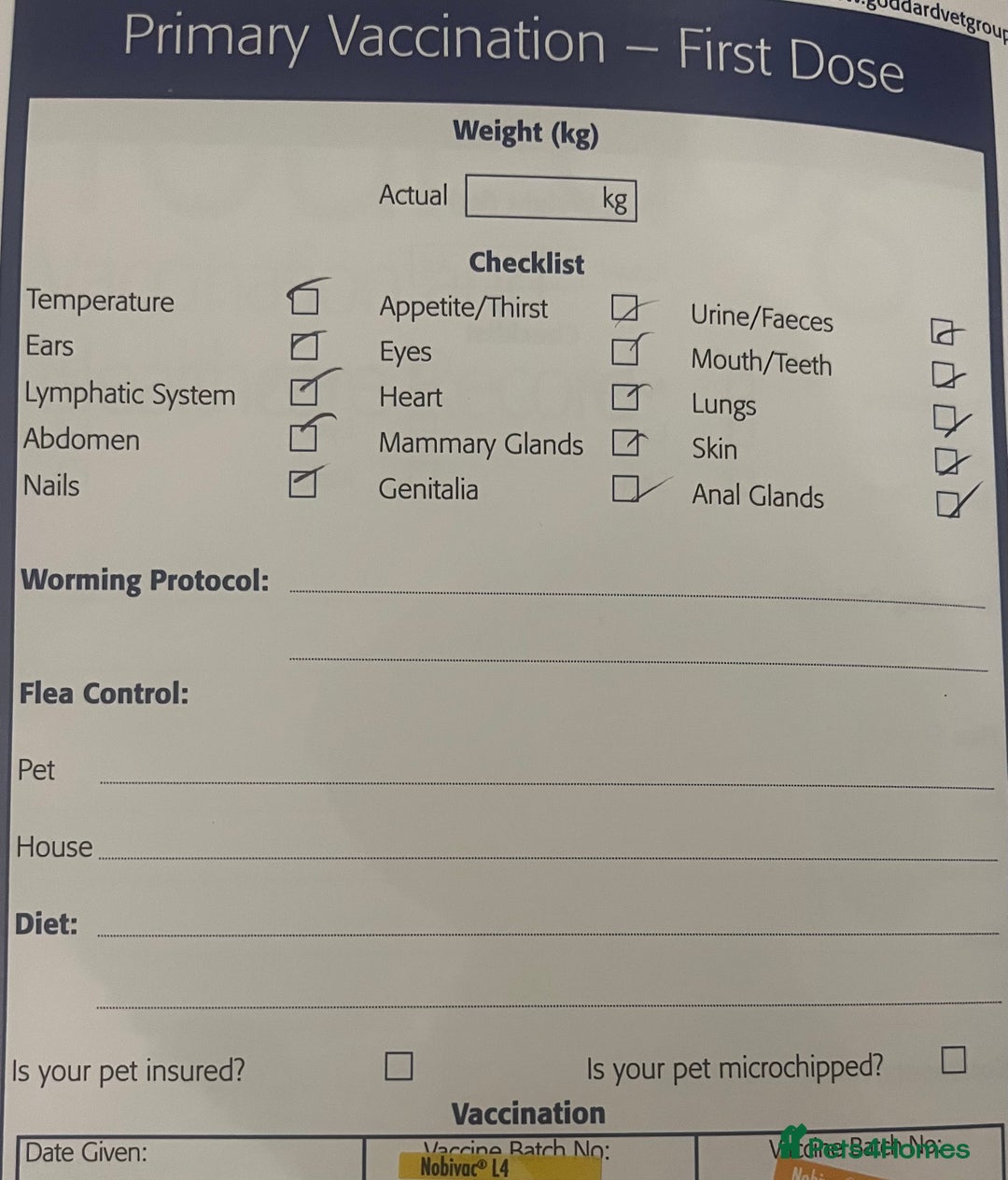 Maltipoo dogs for sale: RARE SILVER Teddy asian Maltipoo FULLY VACCINATED  - Image 14