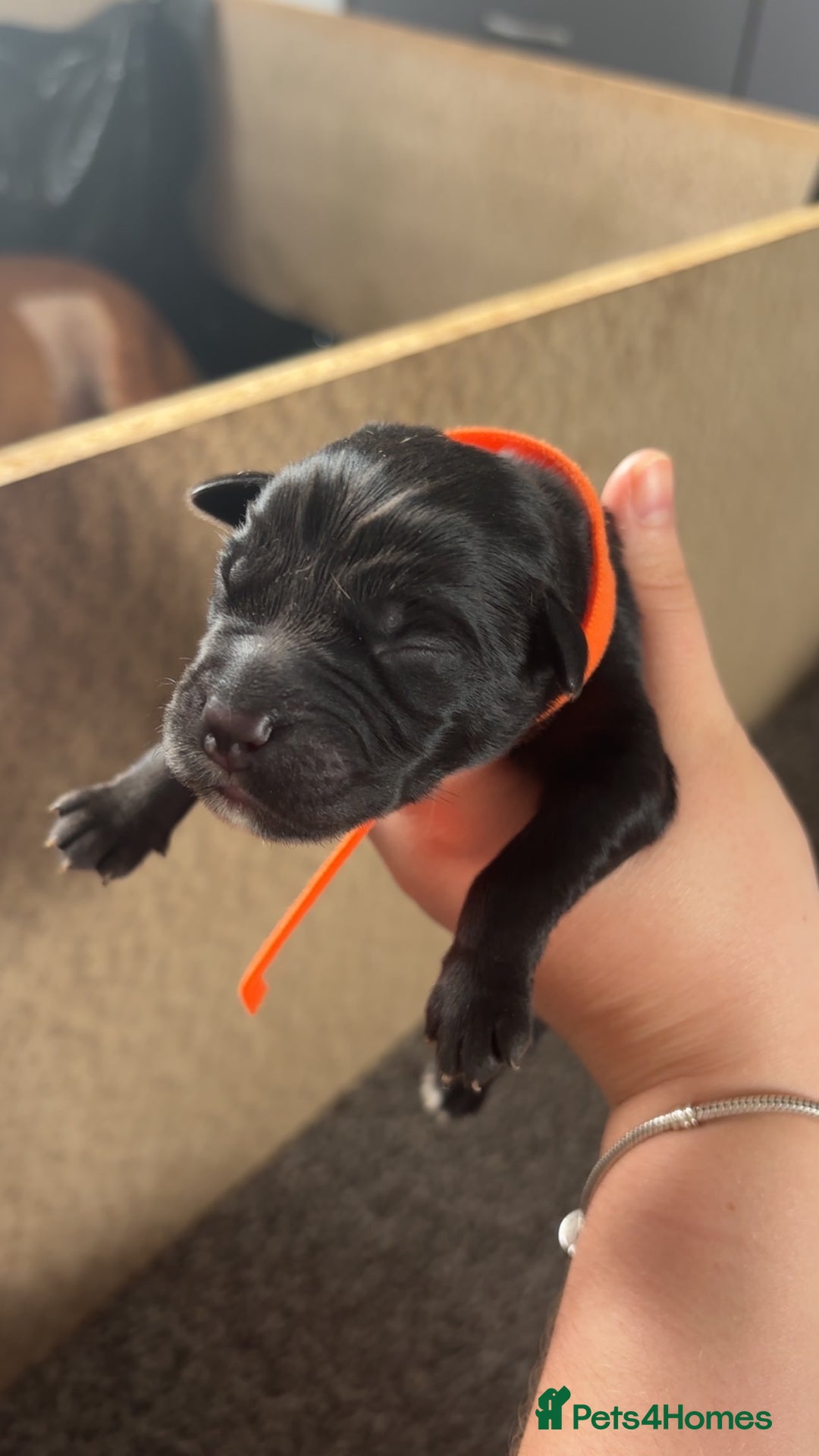 Mixed Breed dogs for sale: Mixed breed Labrador puppies  - Image 7