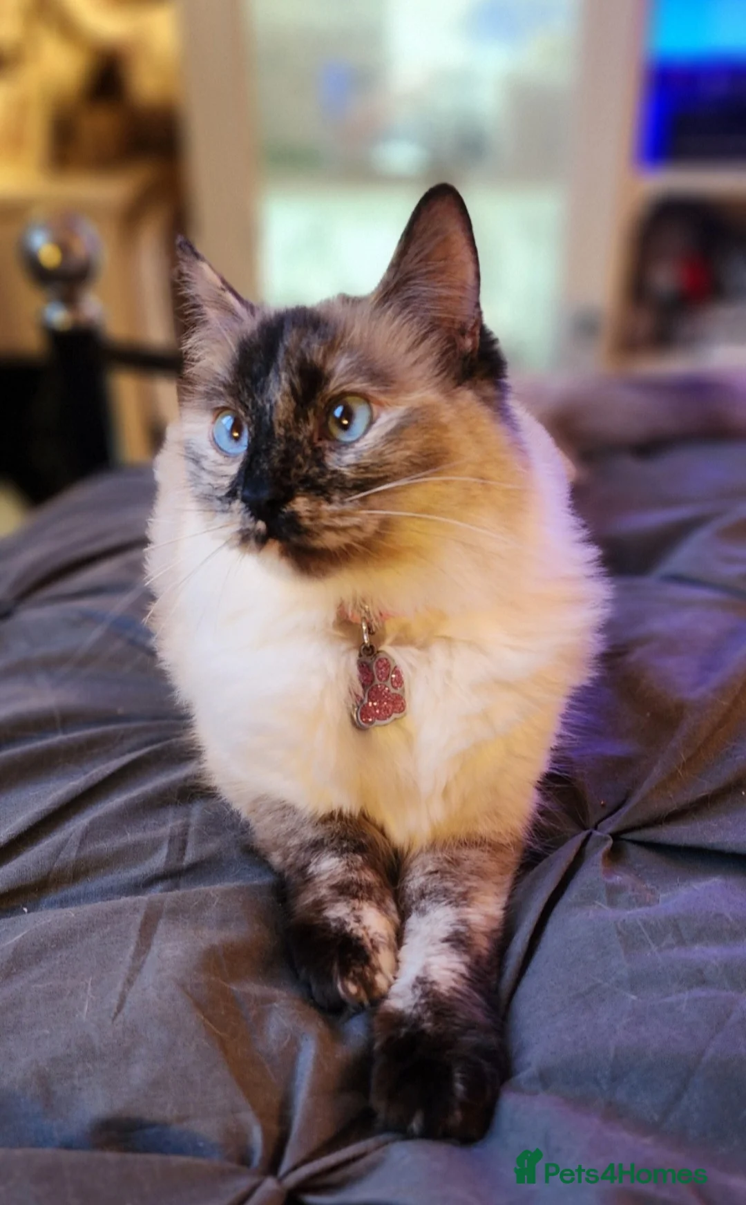 Ragdoll cats for sale: Female Tortie Ragdoll cat - Advert 2