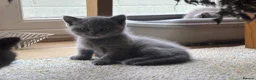 British Shorthair cats for sale: 3 stunning BSH Kittens available now  - Advert 6