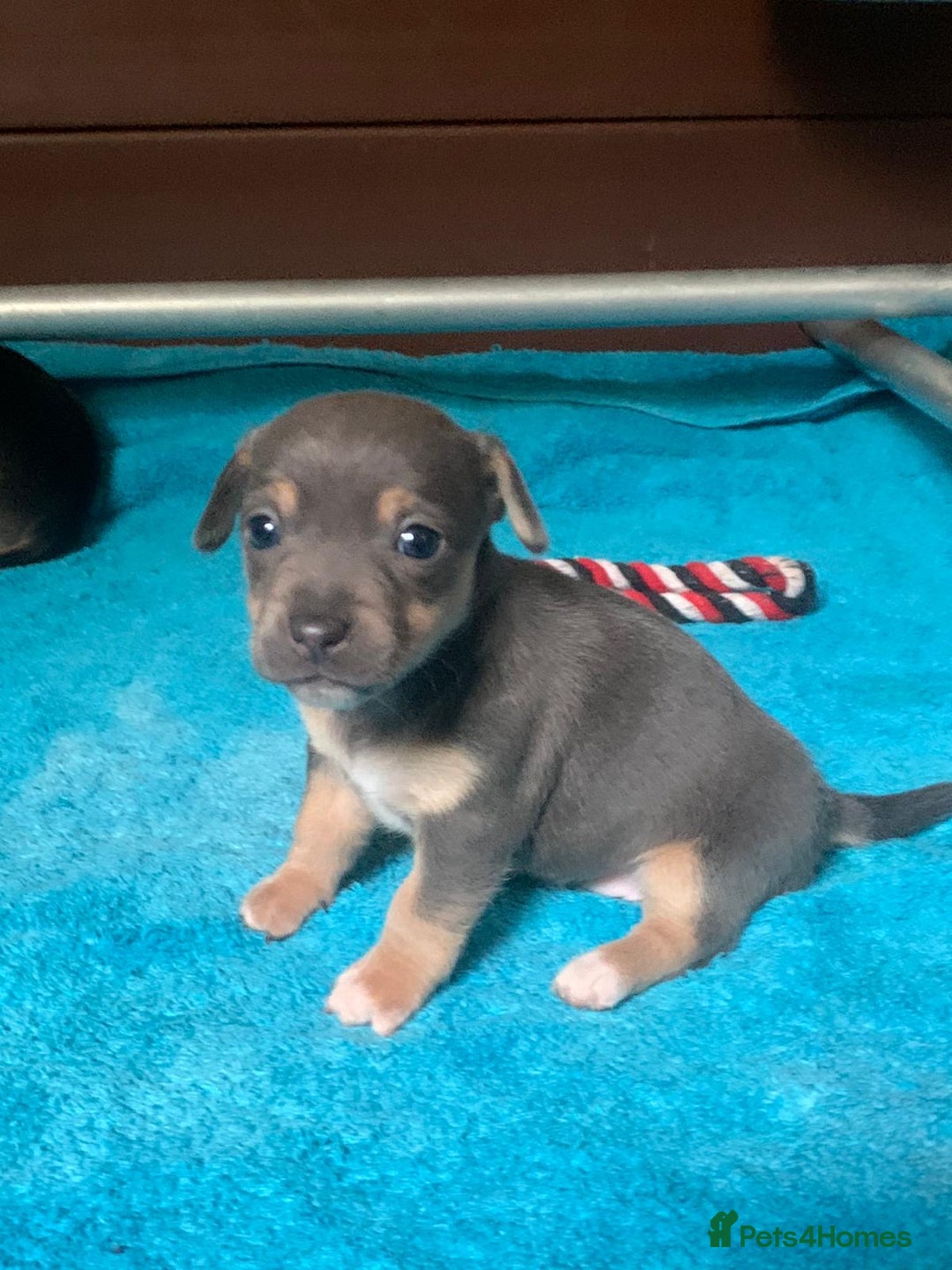 Jack Russell dogs for sale: Exceptional litter of miniature Jack RussellS - Image 11