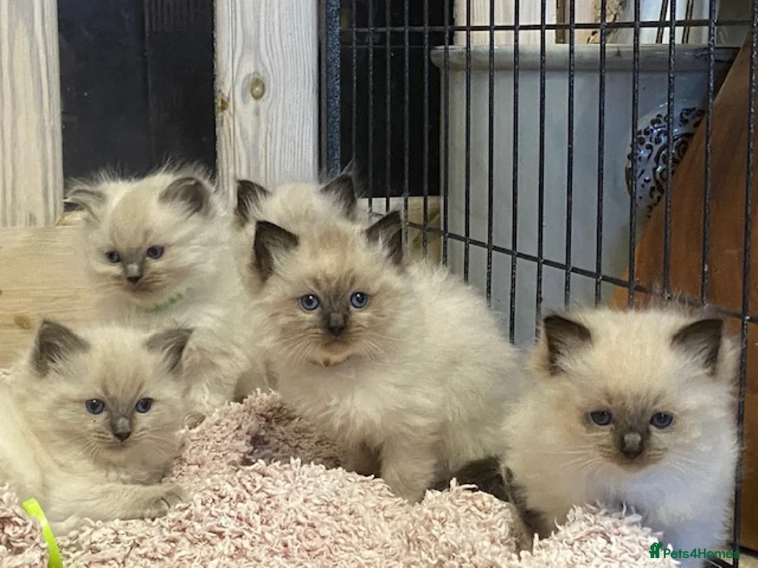 Ragdoll cats for stud: GCCF Reg. Blue point mitted Ragdoll Stud - JEEVES - Advert 14