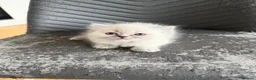 Mixed Breed cats for sale: Himalayan Persian and ragdoll  - Advert 2