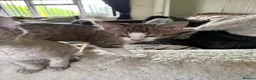 Devon Rex cats for sale: Devon rex  x sphynx kittens  in Bristol - Advert 14