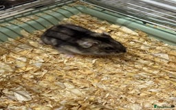 Hamster rodents for sale: Russian Dwarf Hamster for rehome - Image 2