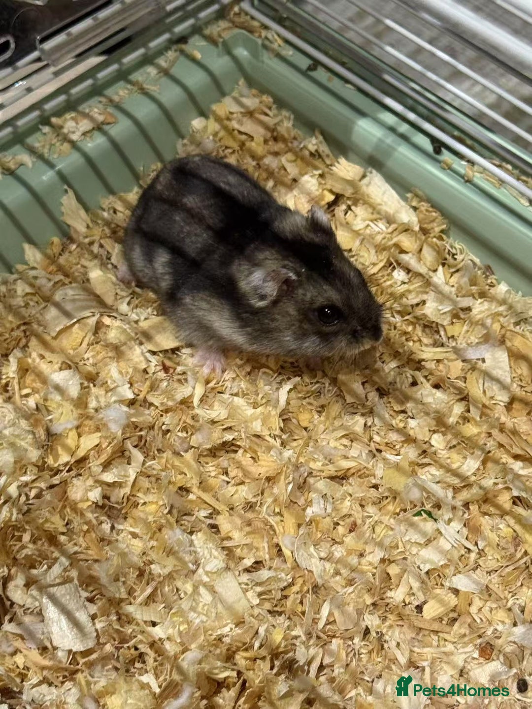 Hamster rodents for sale: Russian Dwarf Hamster for rehome - Image 2