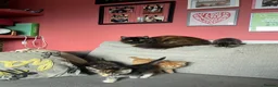 Mixed Breed cats for sale: One gorgeous girlie left for sale - Advert 3