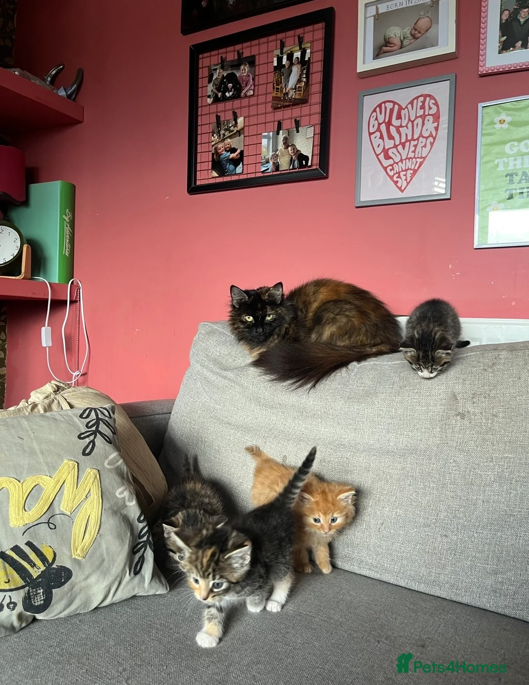Mixed Breed cats for sale: One gorgeous girlie left for sale - Advert 3