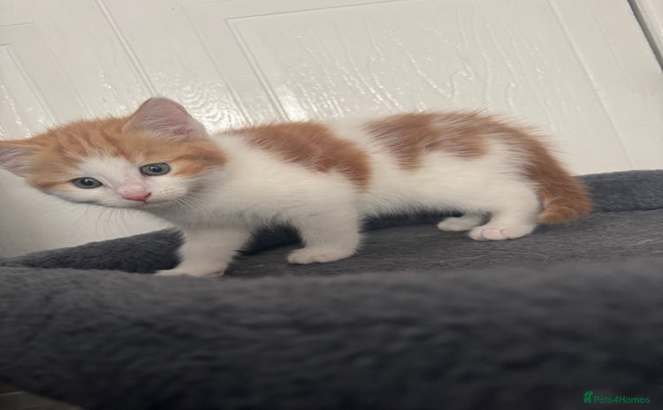 Domestic Shorthair cats - Advert 6