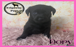 Labrador Retriever dogs for sale: 🖤 Dolly the Black Labrador Girl 🖤 in Market Rasen - Image 13