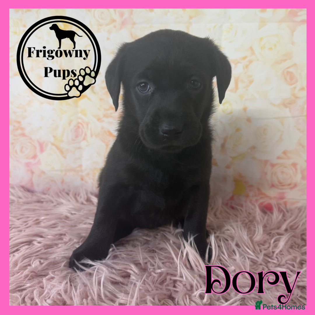 Labrador Retriever dogs for sale: 🖤 Dolly the Black Labrador Girl 🖤 in Market Rasen - Image 13