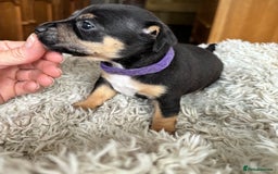 Jack Russell dogs for sale: Miniture Jack Russell - Image 14