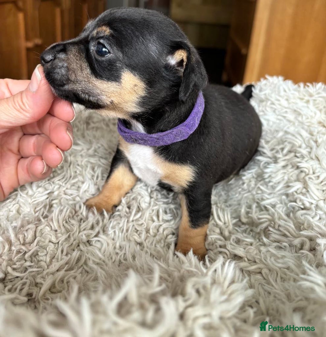 Jack Russell dogs for sale: Miniture Jack Russell - Image 14