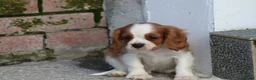 Cavalier King Charles Spaniel dogs for sale: Beautiful Cavalier King Charles Spaniel puppies - Advert 14