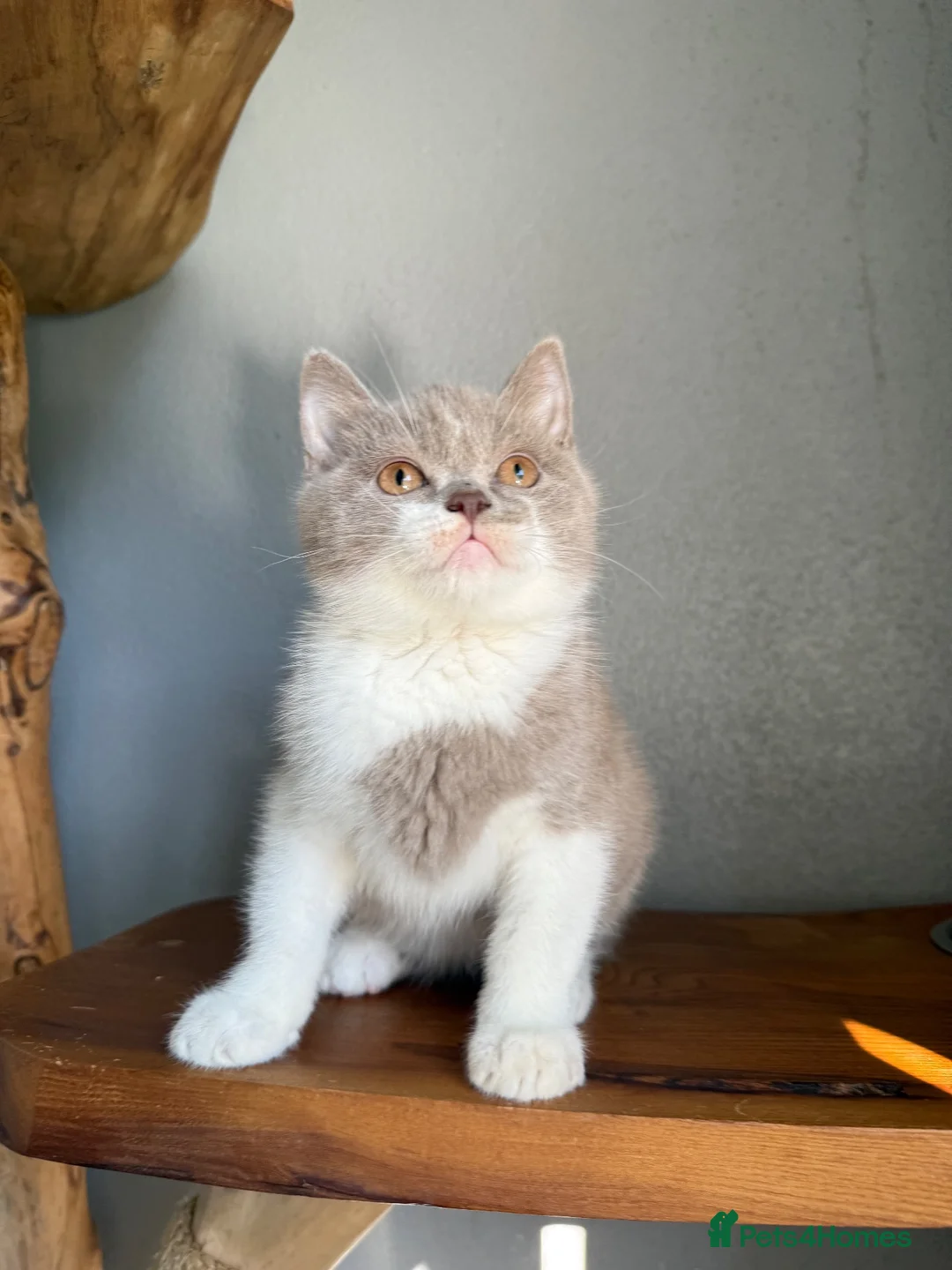 British Shorthair cats for sale: TICA British Shorthair  - Advert 1